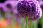 سیرکوهی Ail alarge , Ail des ours، کراث بری ,ornamental onion ، پیاز زینتی
